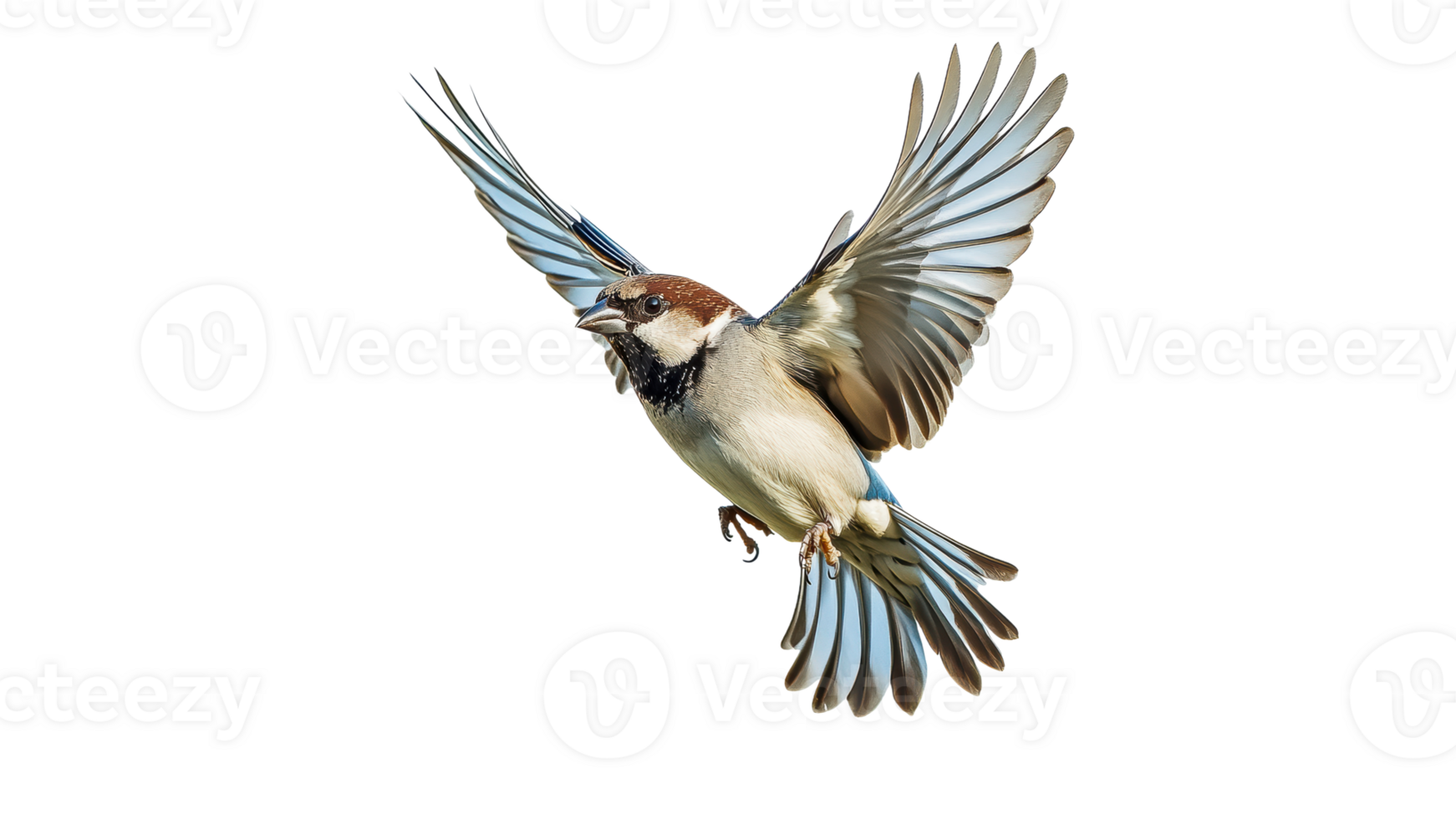 Bird in mid flight over a bright background png