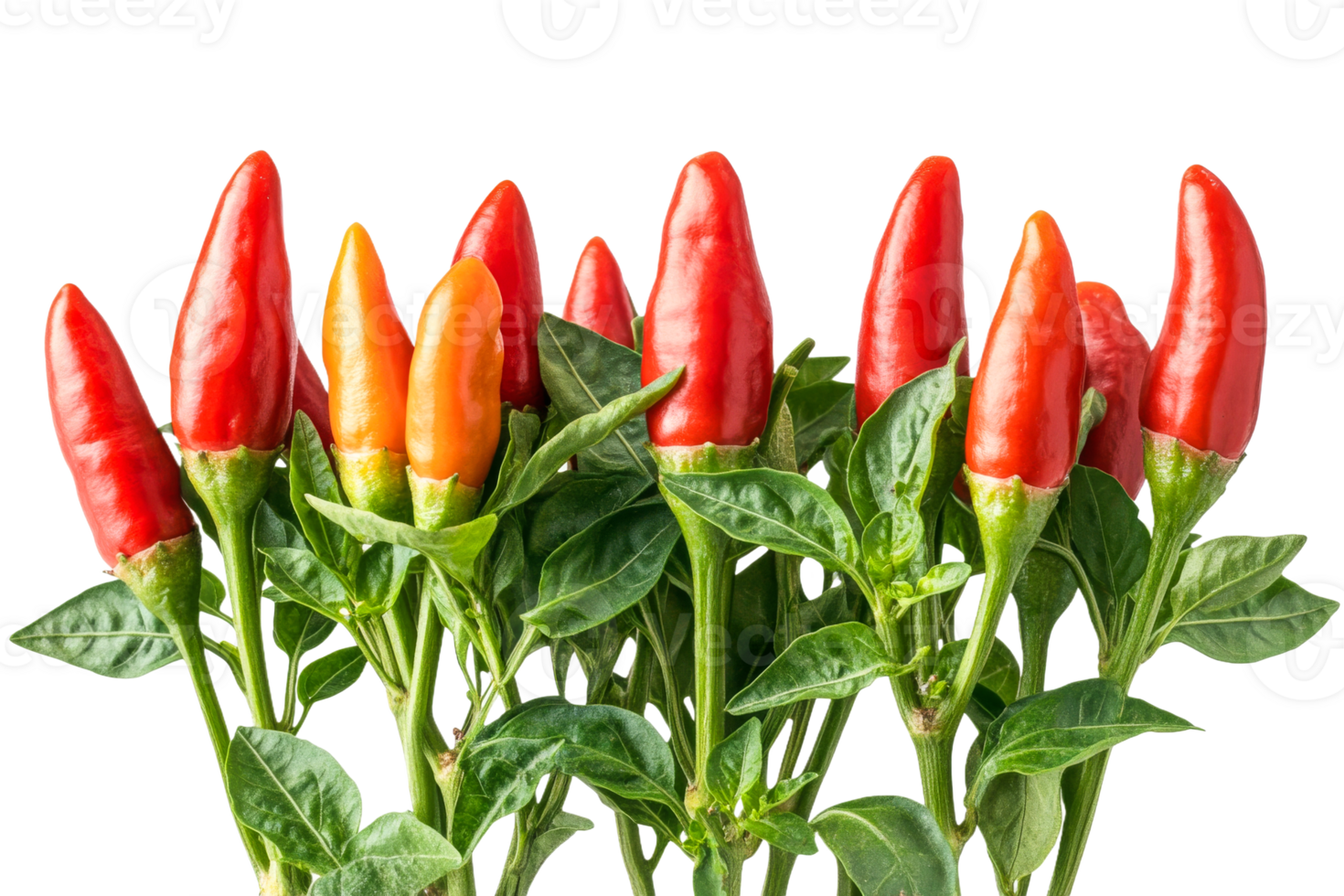 Fresh red and orange chili peppers on display png