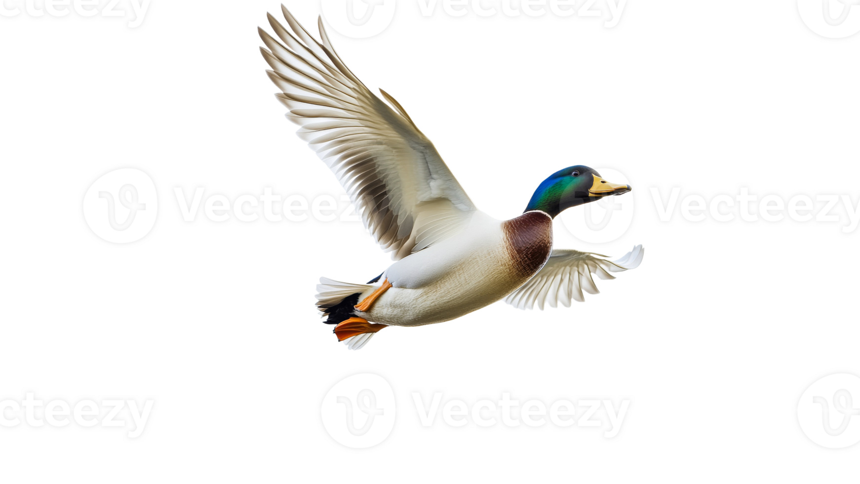 Mallard duck flying gracefully in open sky png