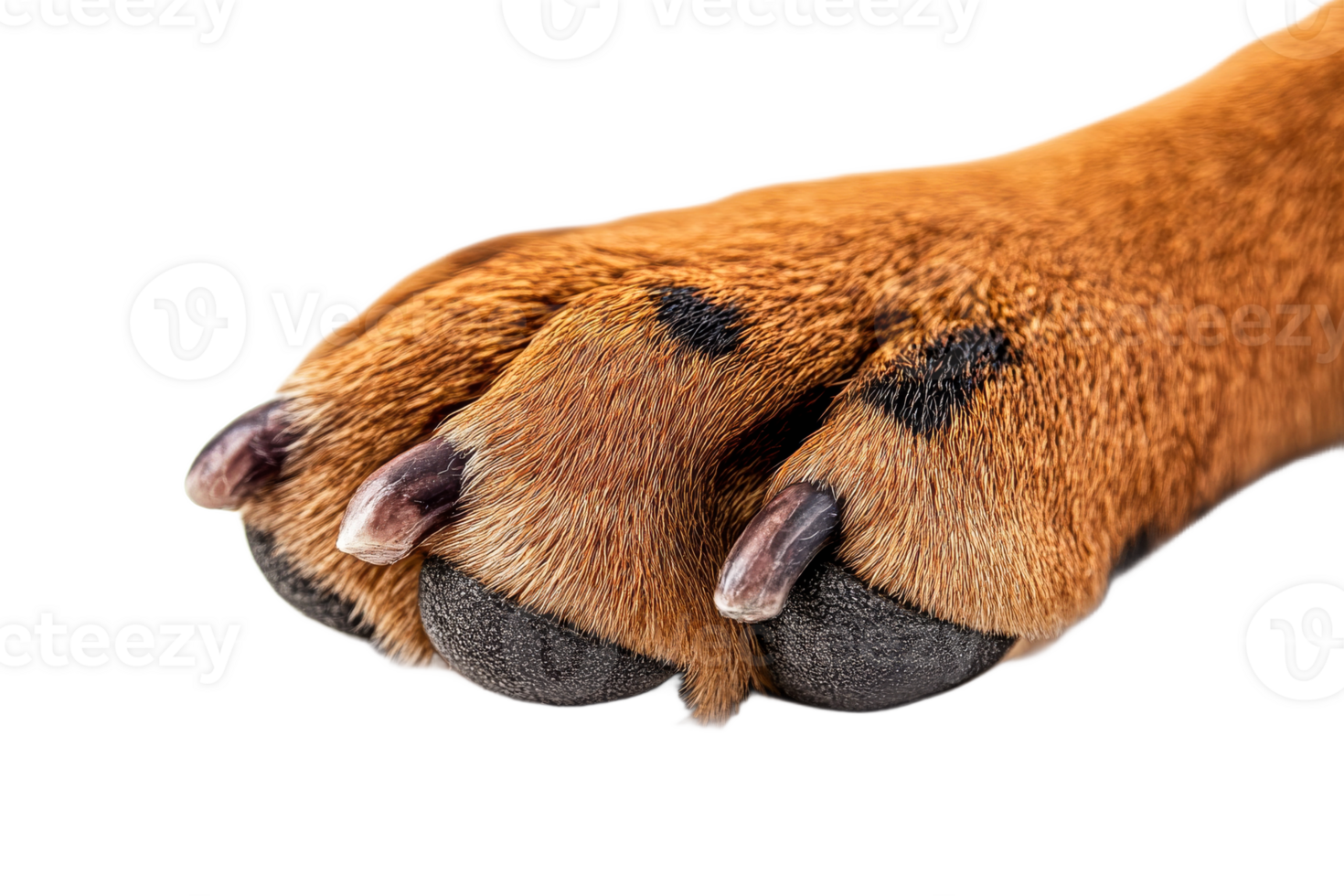 Close up of a dogs paw on a light background png