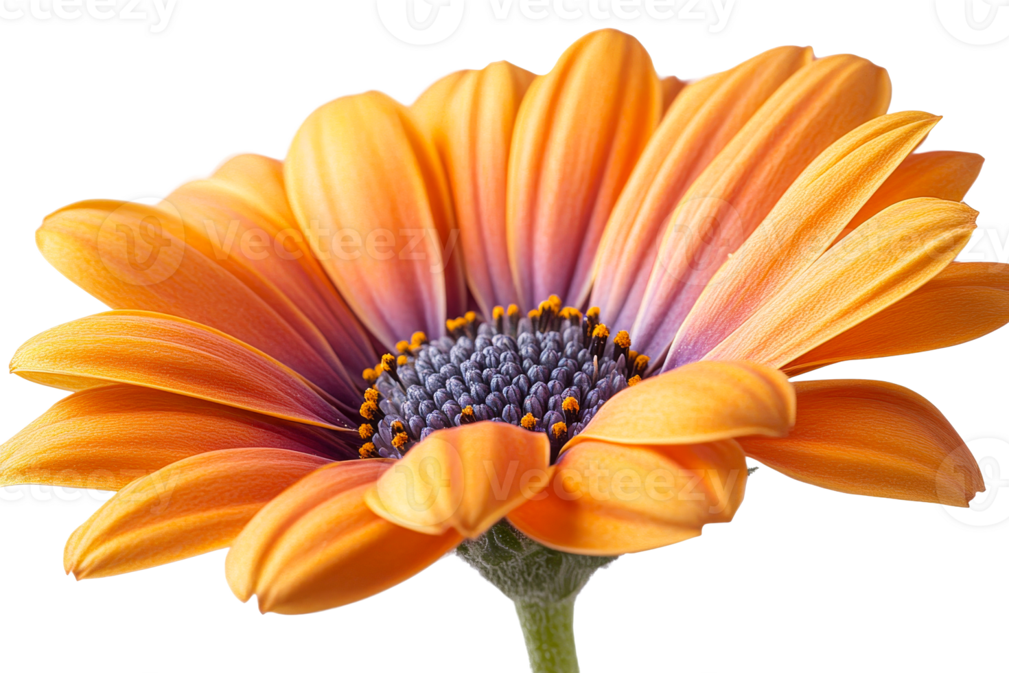 Bright orange flower with vibrant petals in bloom png