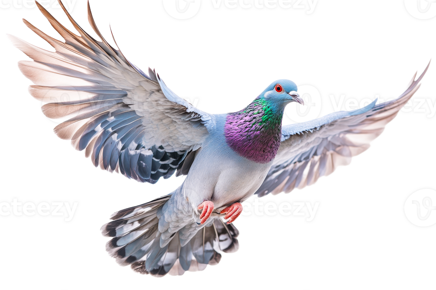 Colorful pigeon soaring with wings spread png