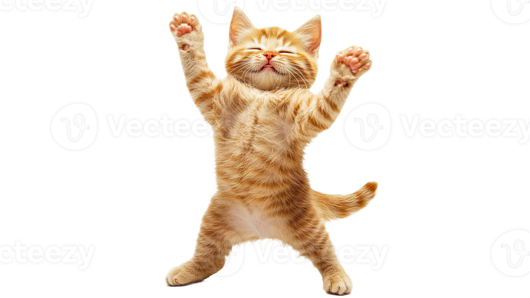 Playful orange kitten enjoying a happy moment png