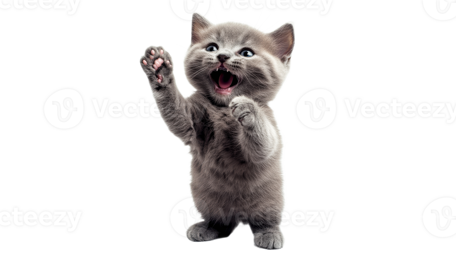 Cute kitten playing with enthusiasm and joy png