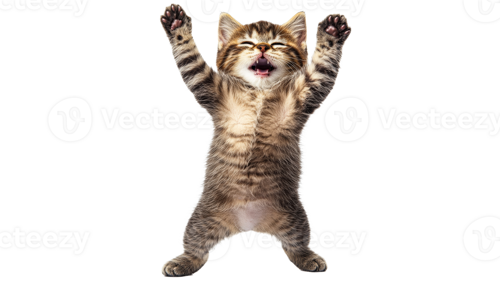 Playful kitten striking a hilarious pose png