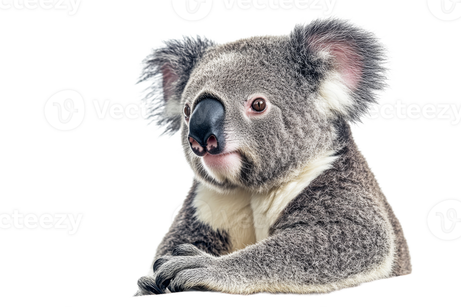 Koala resting with curious expression in daylight png