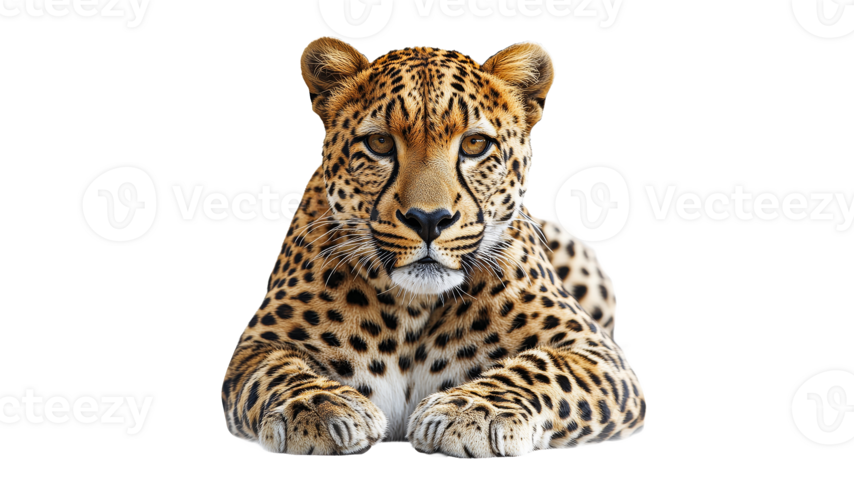 Leopard lounging on a white background png