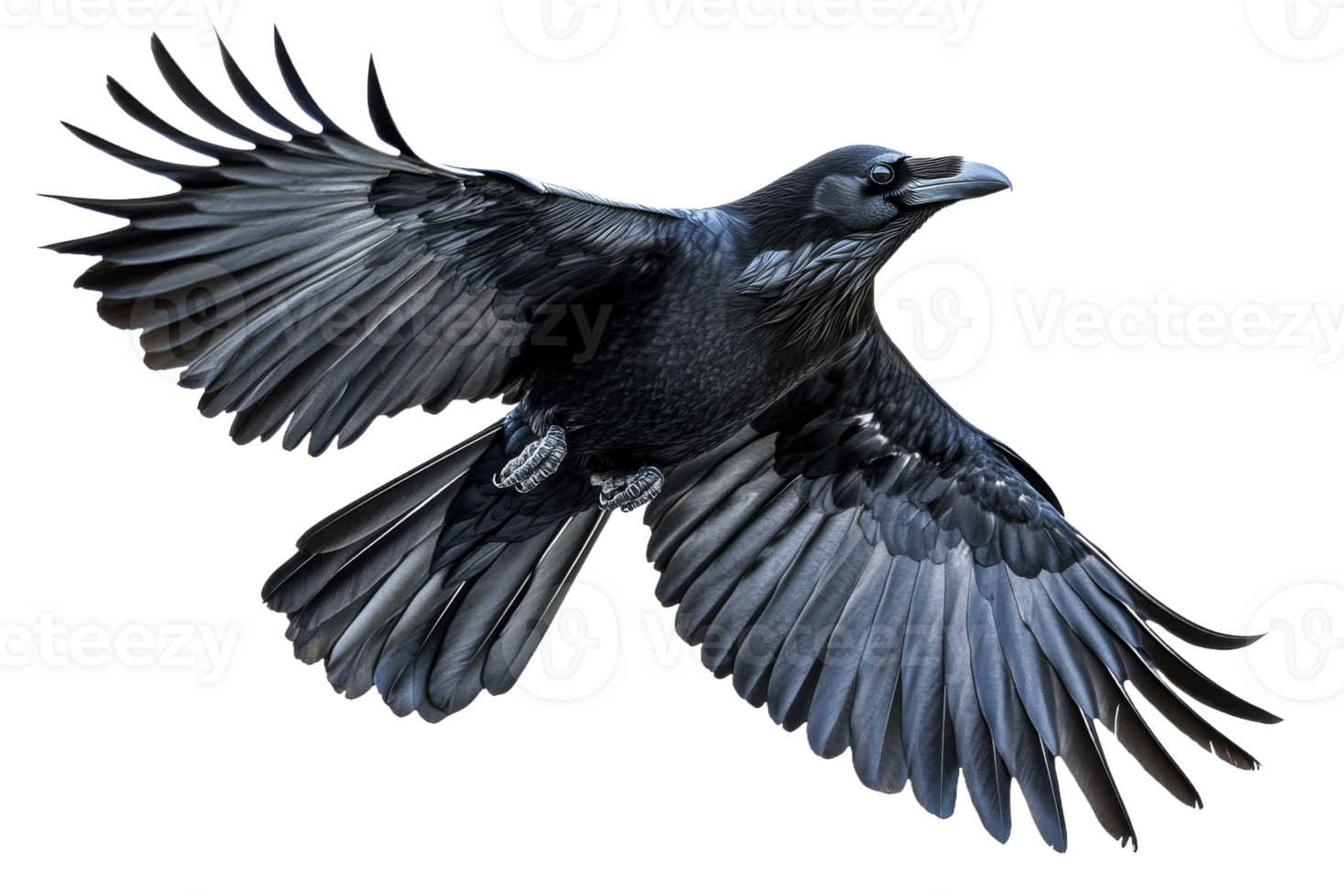 Raven gracefully soaring with outstretched wings png