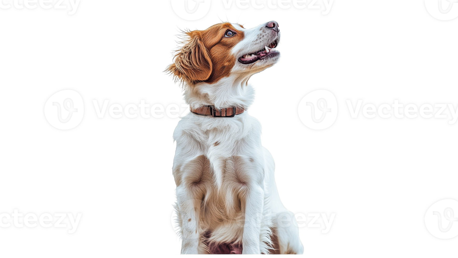 Curious dog sitting and looking up png
