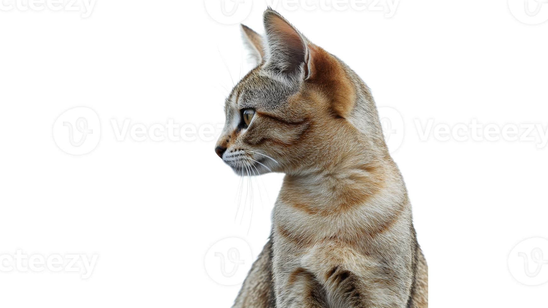 Cat showcasing profile against white background png