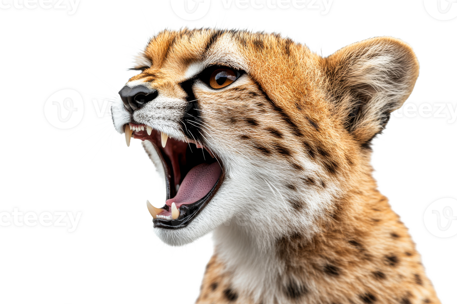 Cheetah expressing fierce emotion in close up shot png