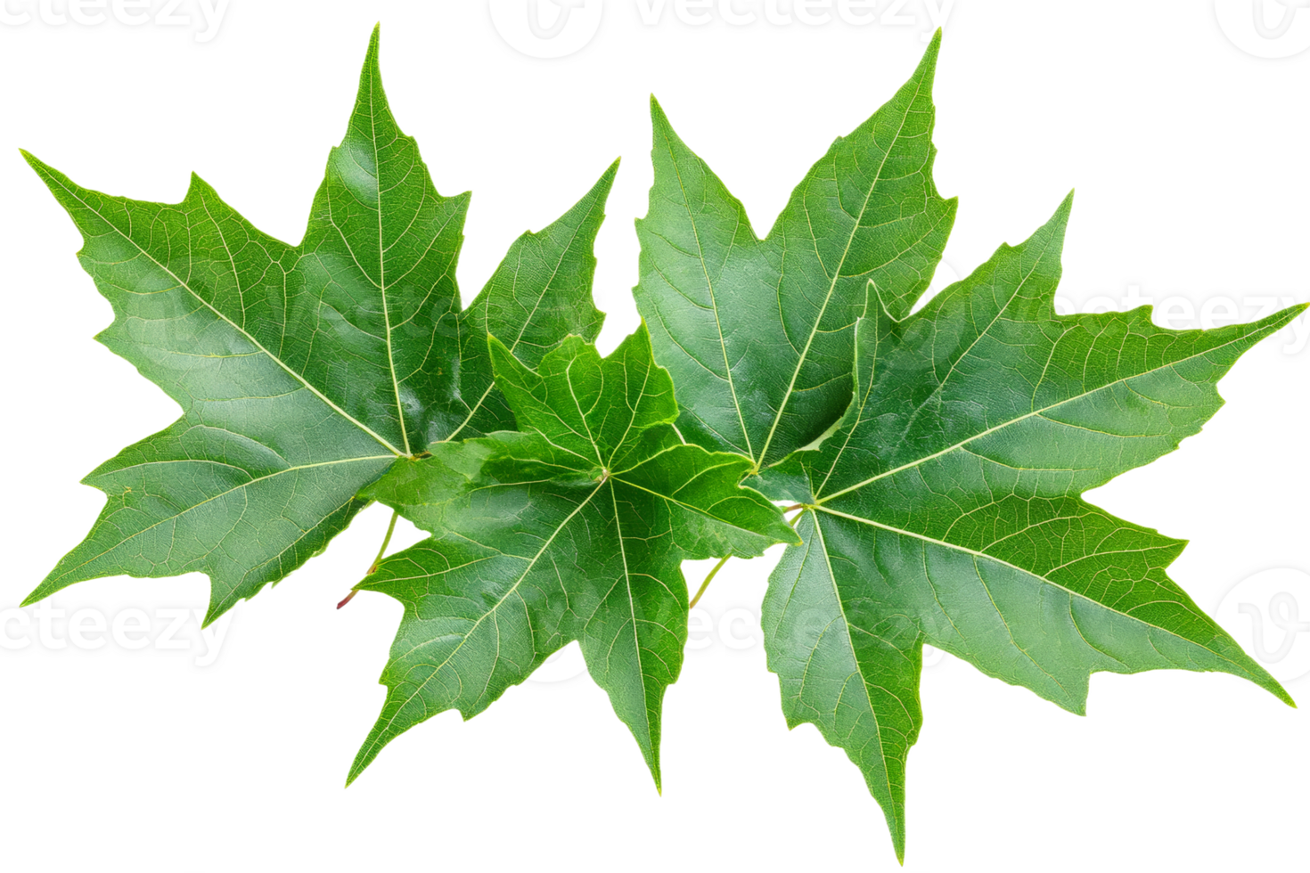 Green maple leaves arranged on a white background png