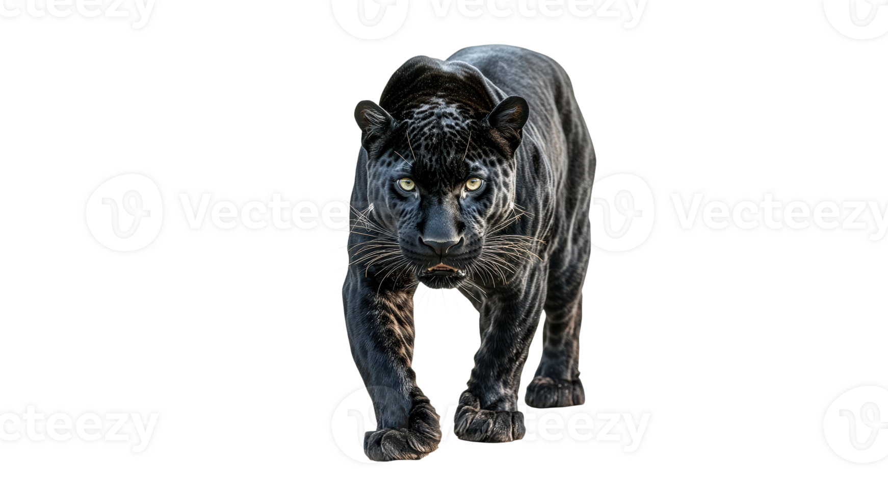 Majestic black panther walking gracefully outdoors png