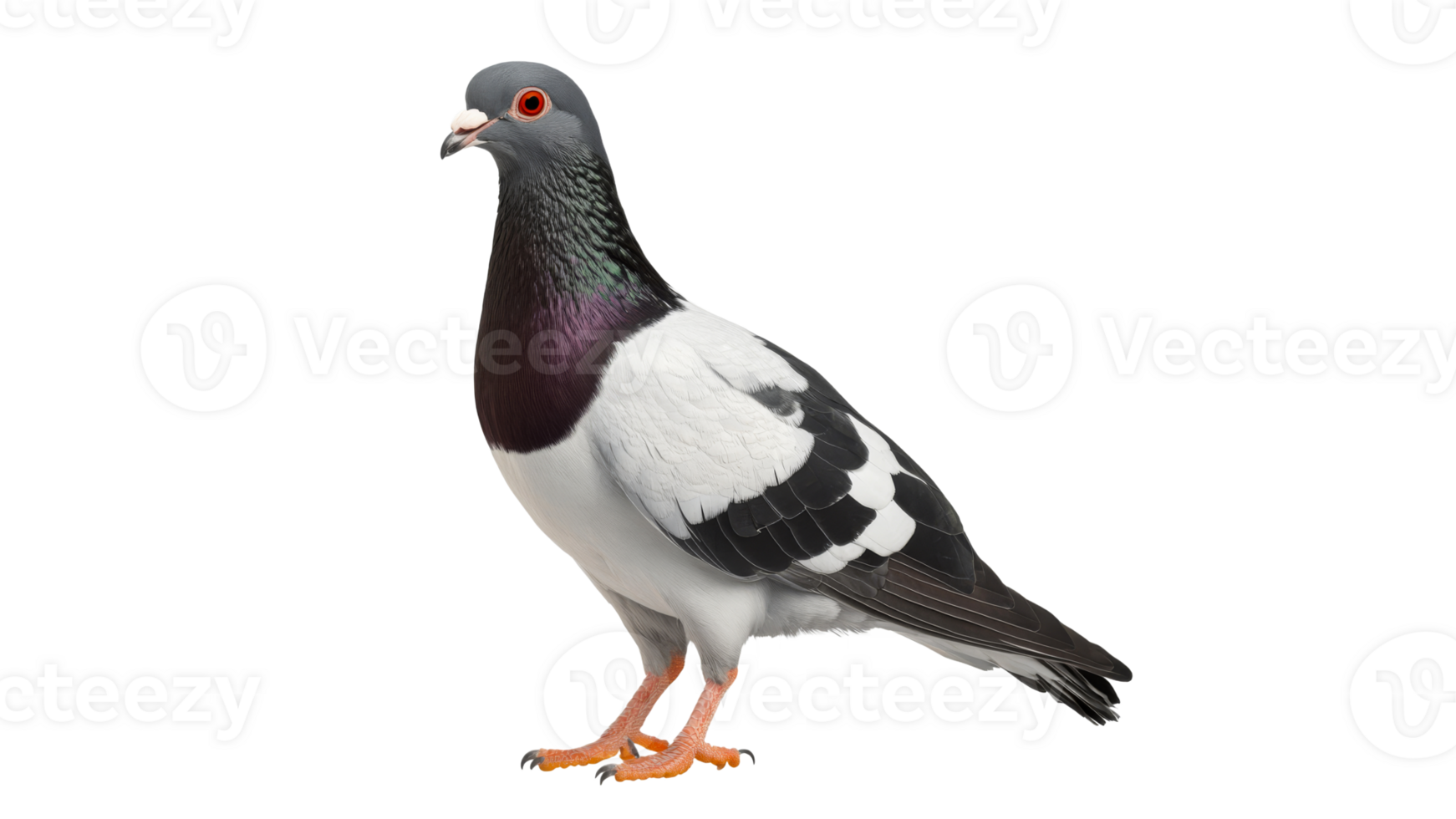 Pigeon standing on a white background png