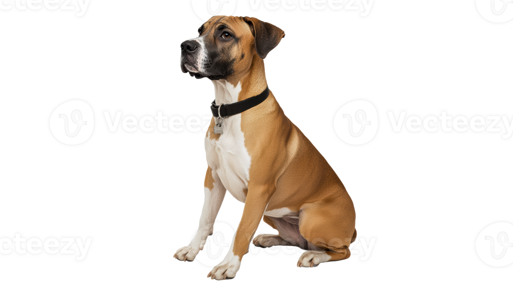 Dog sitting calmly with a focused expression png