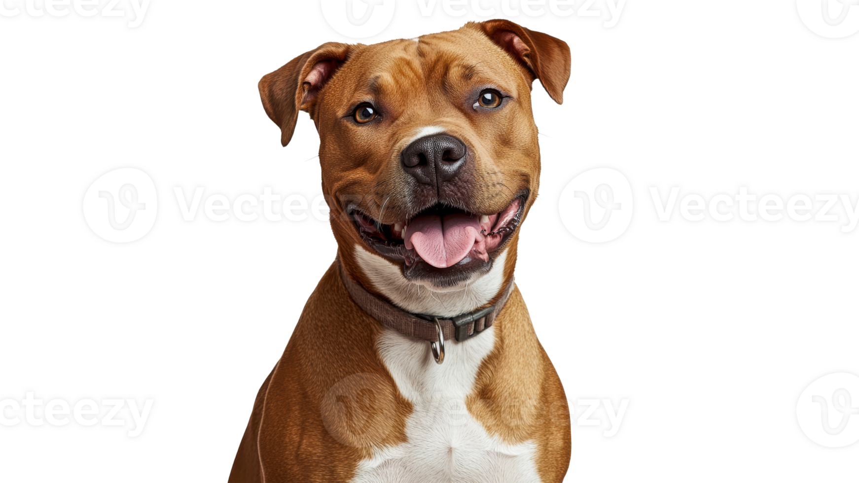 Friendly brown dog with cheerful expression png