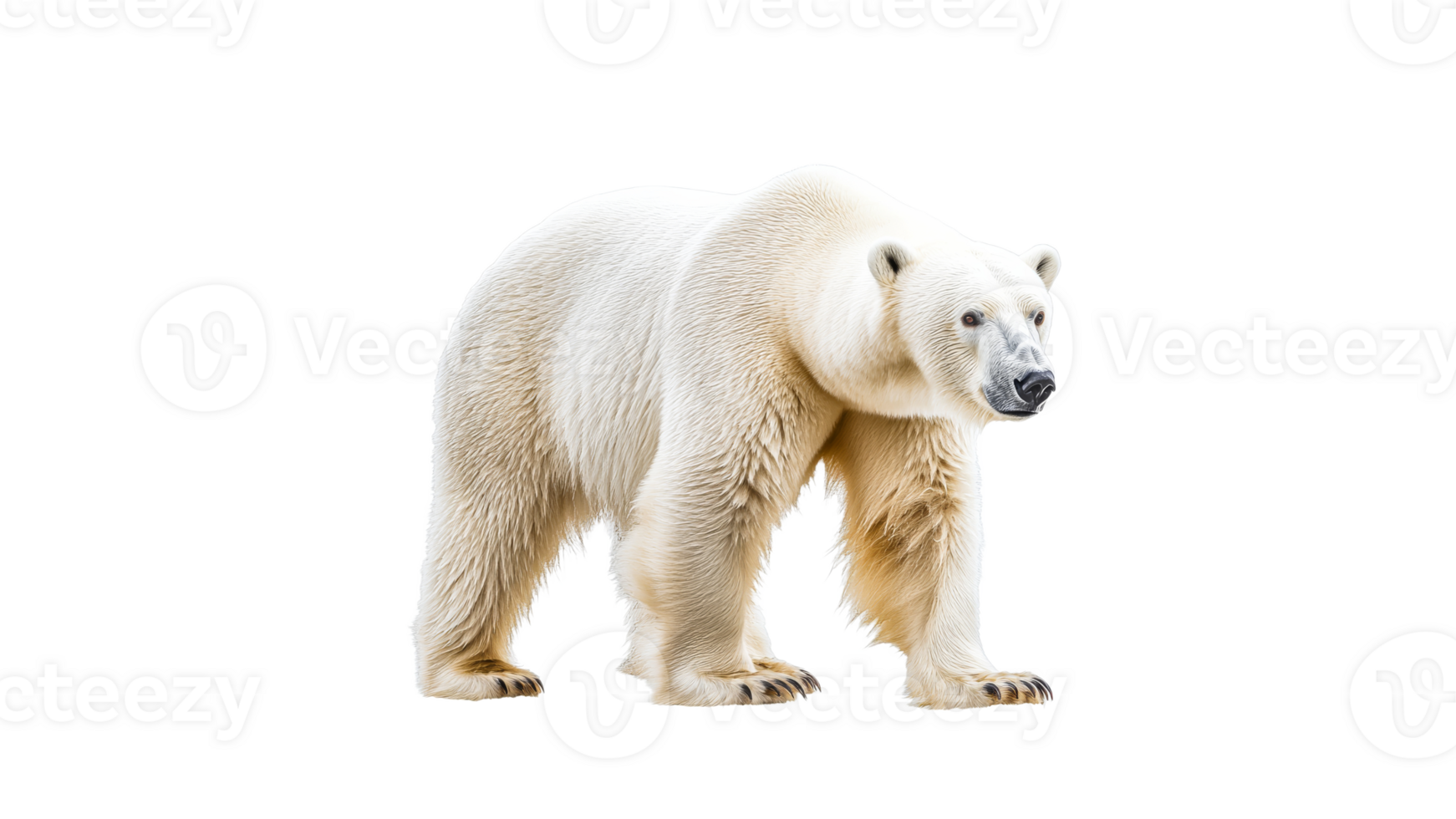 Polar bear standing on white background png