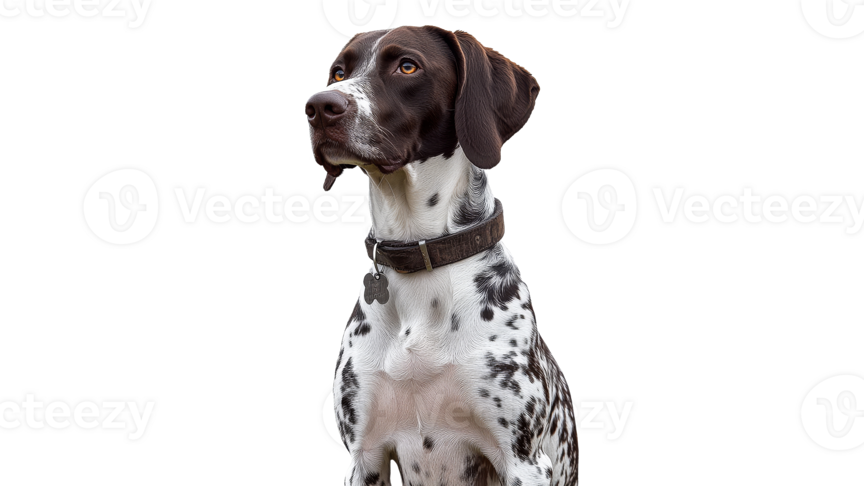 Brown and white dog sits with a curious expression png