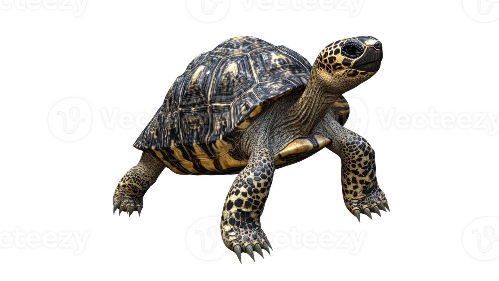 Detailed depiction of a realistic tortoise walking png