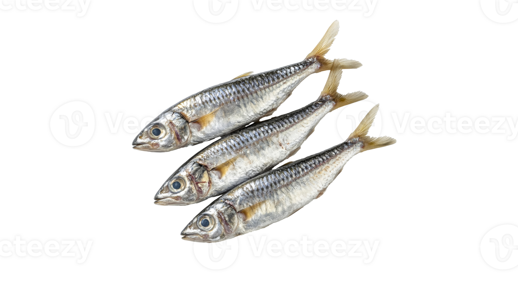 Freshly caught sardines arranged in neat rows png