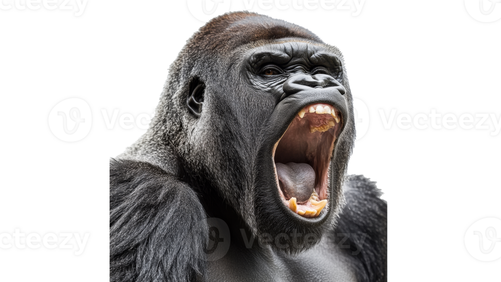 Powerful gorilla vocalizing in a natural setting png