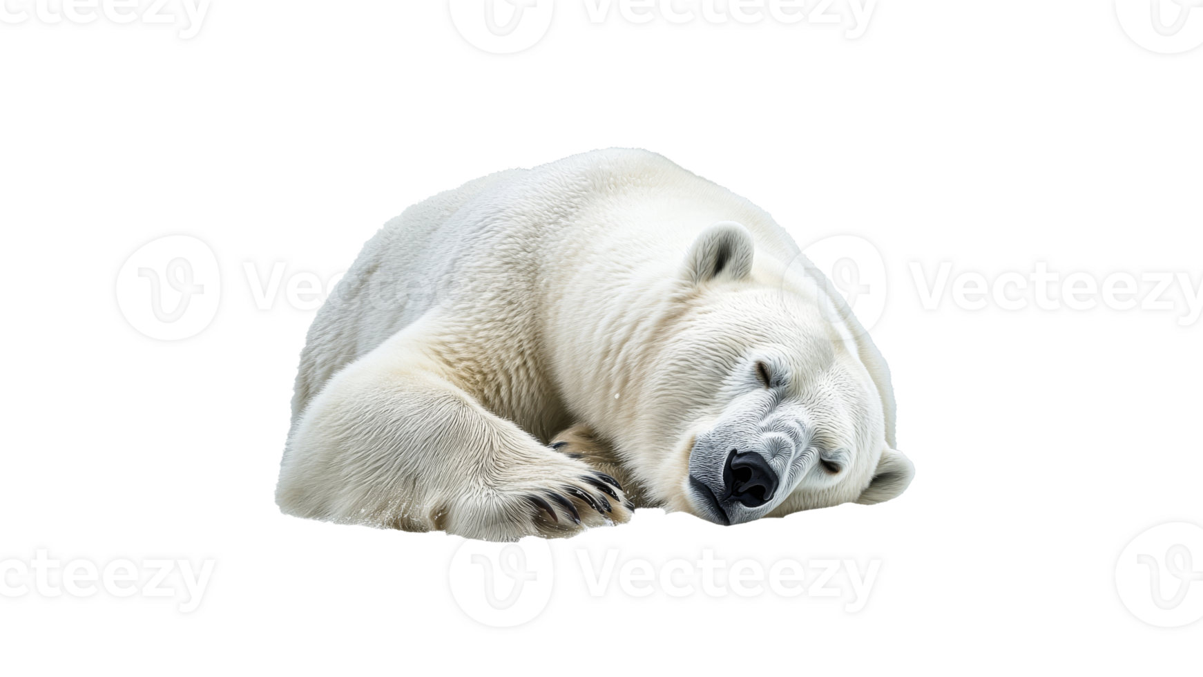 Polar bear resting on a snowy surface in winter png