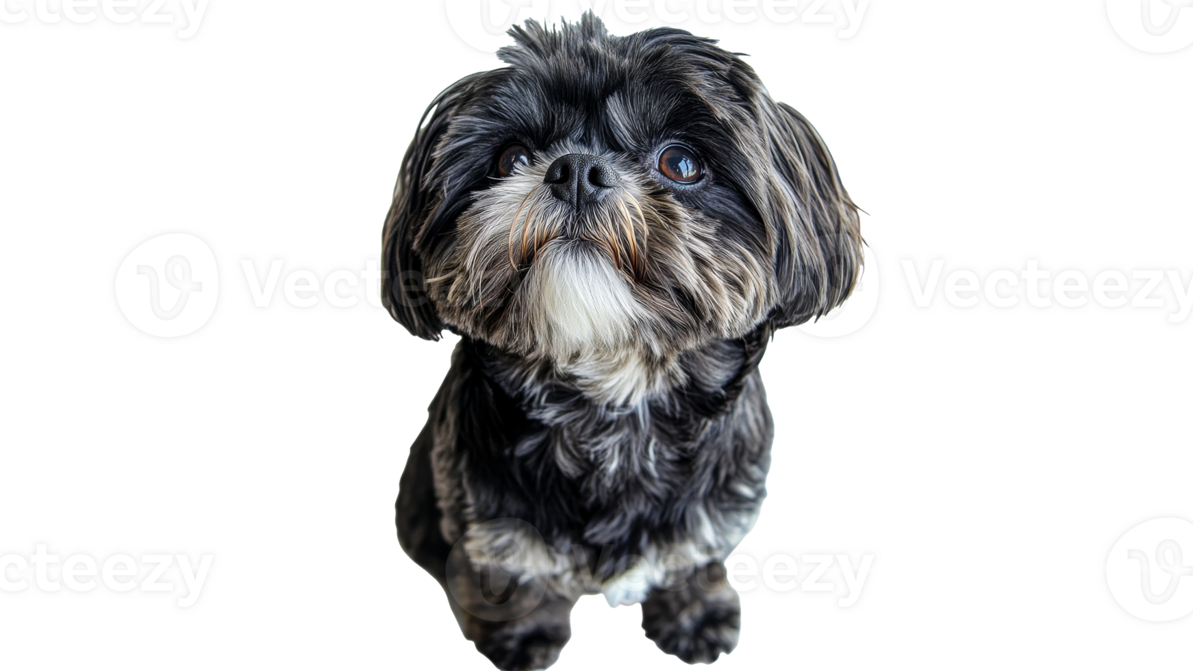 Cute black and white dog with curious expression png