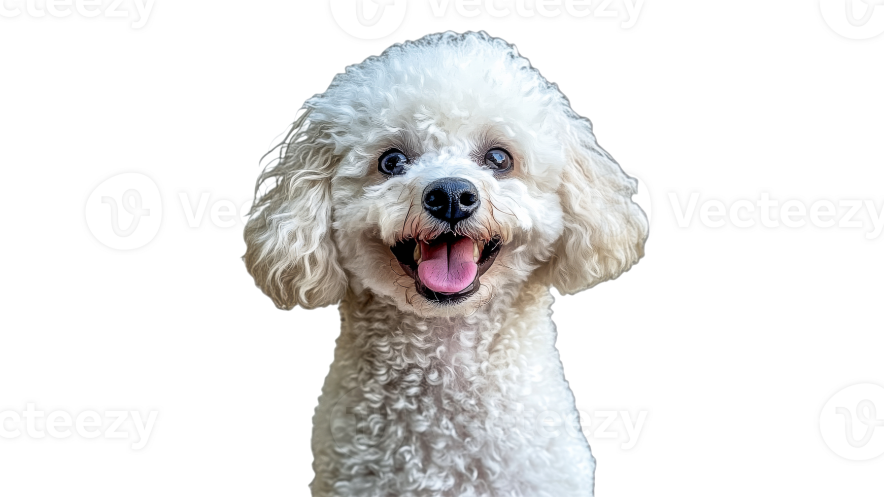 Joyful curly haired white dog png