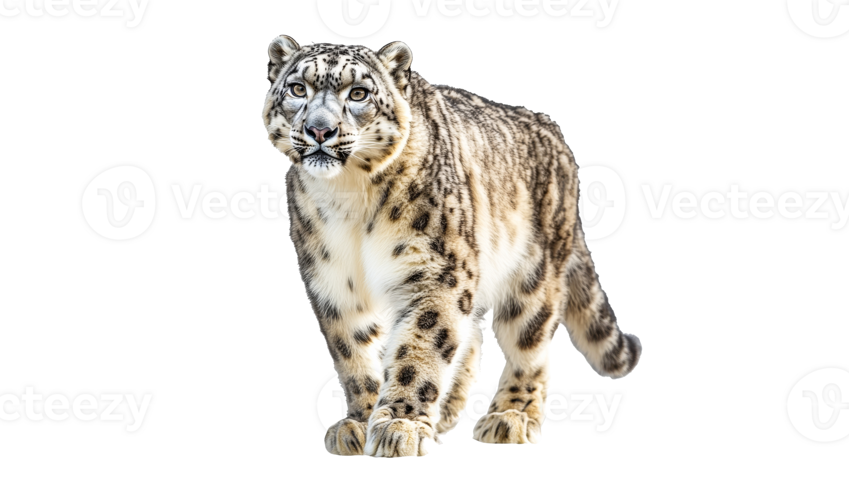 Snow leopard walking on white background png