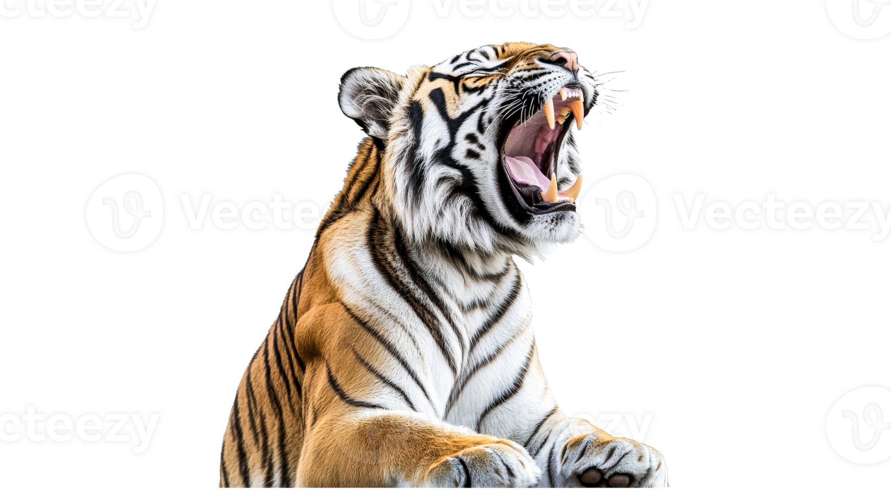Majestic tiger roaring in a powerful display png