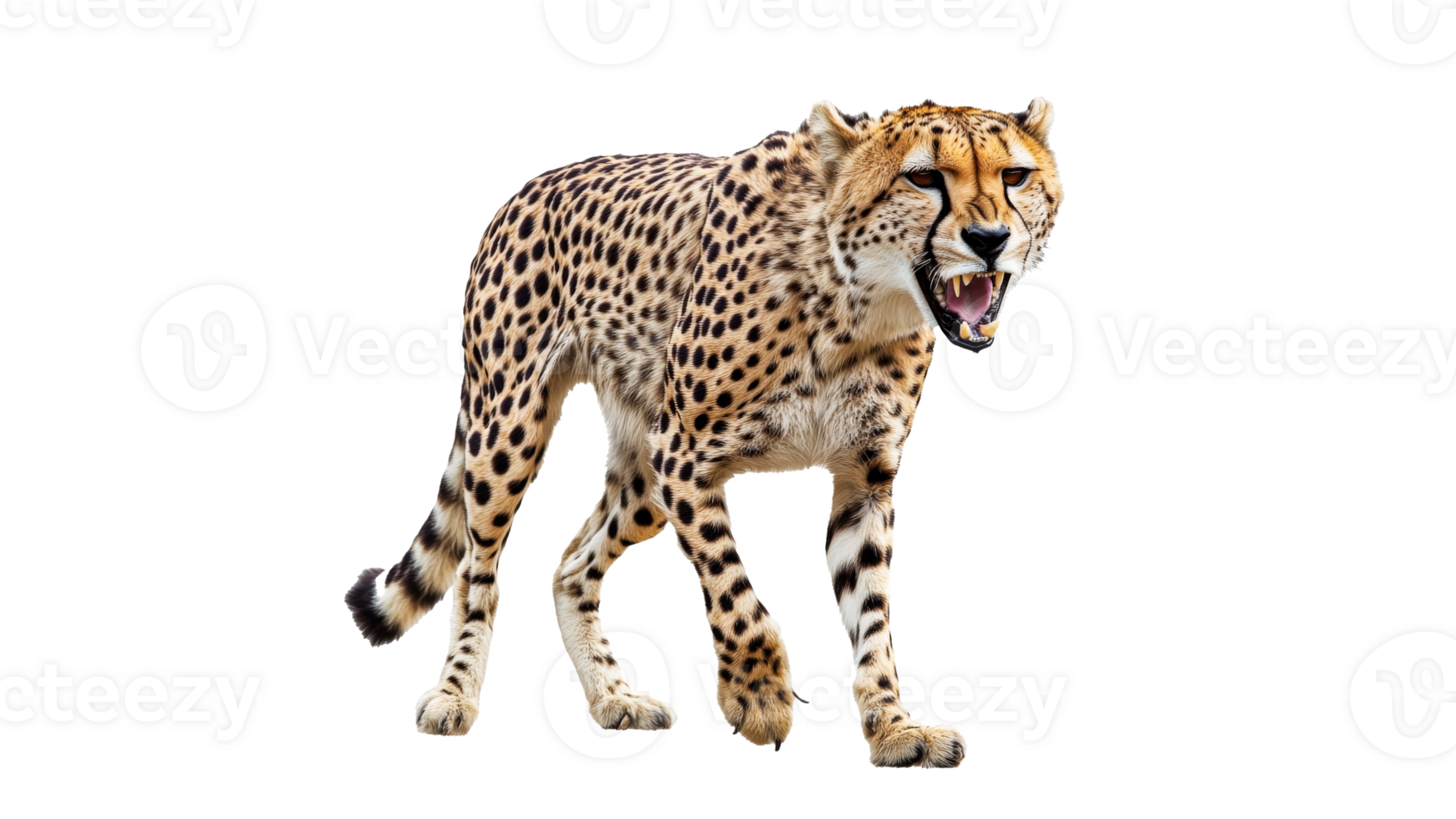 Cheetah showing aggression in nature png