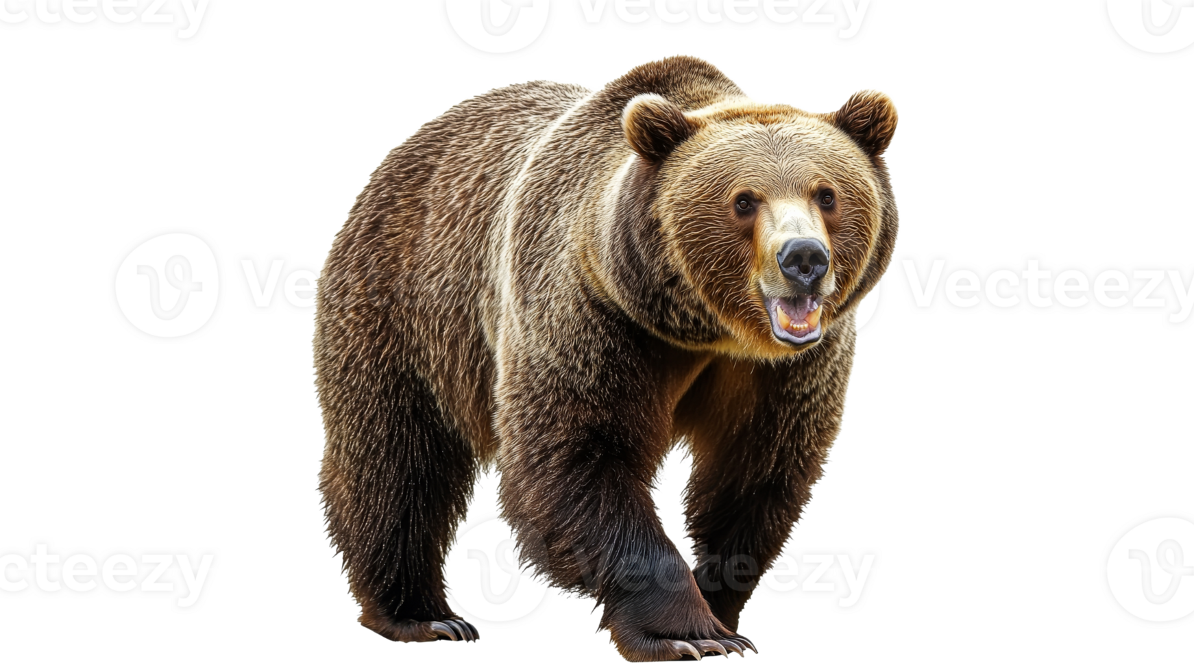 Grizzly bear walking on a white background png