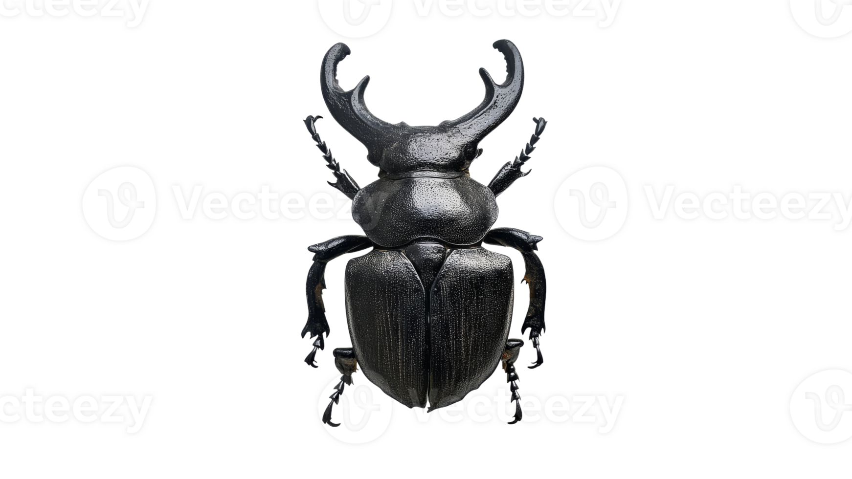 Large black beetle with antlers and wings png