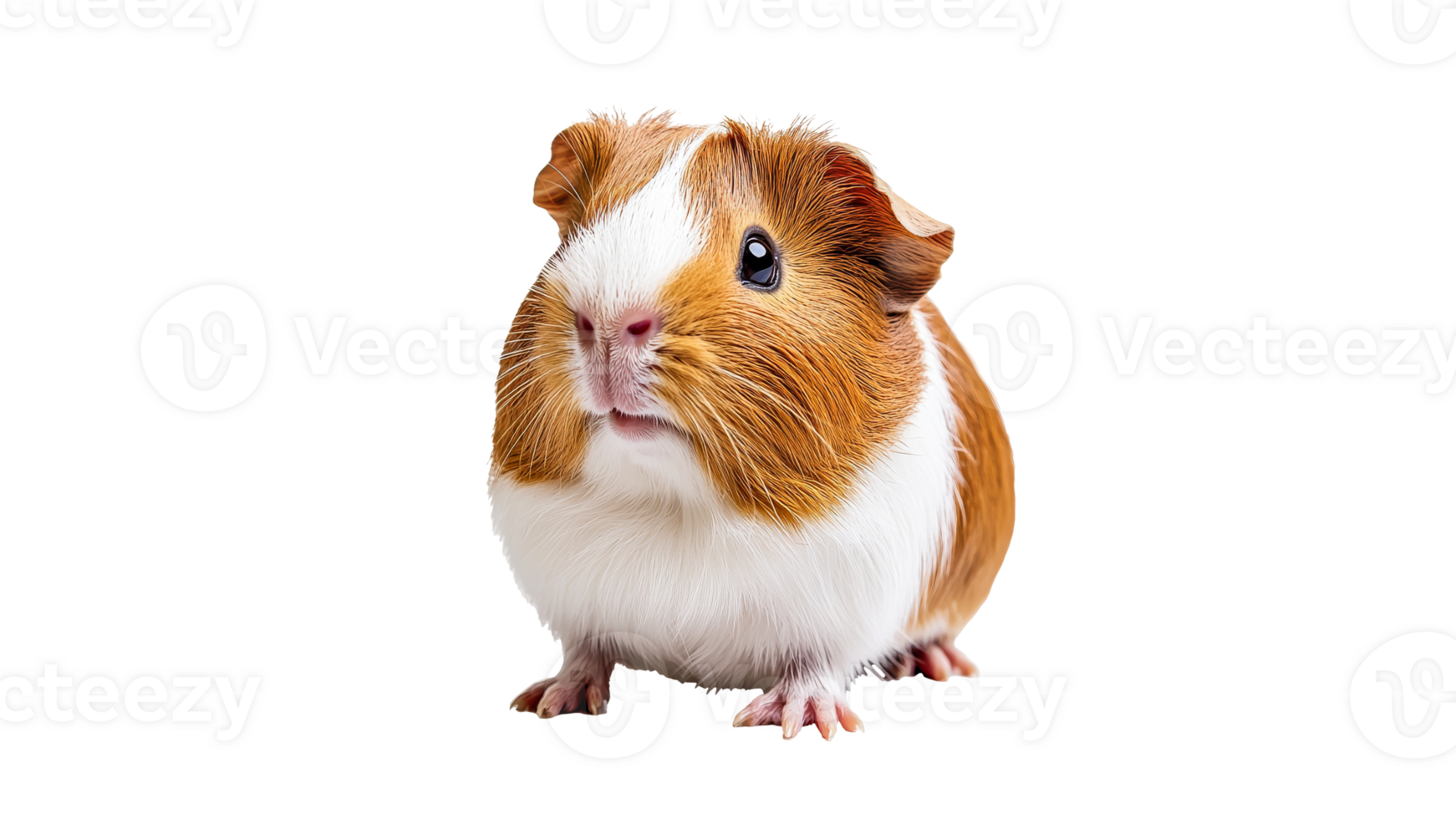 Cute guinea pig with a friendly expression png