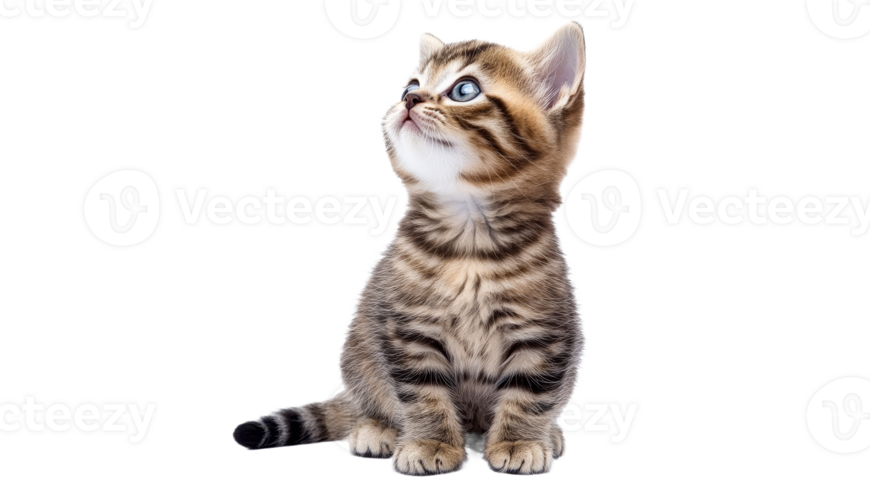 Cute tabby kitten sitting quietly and looking up png