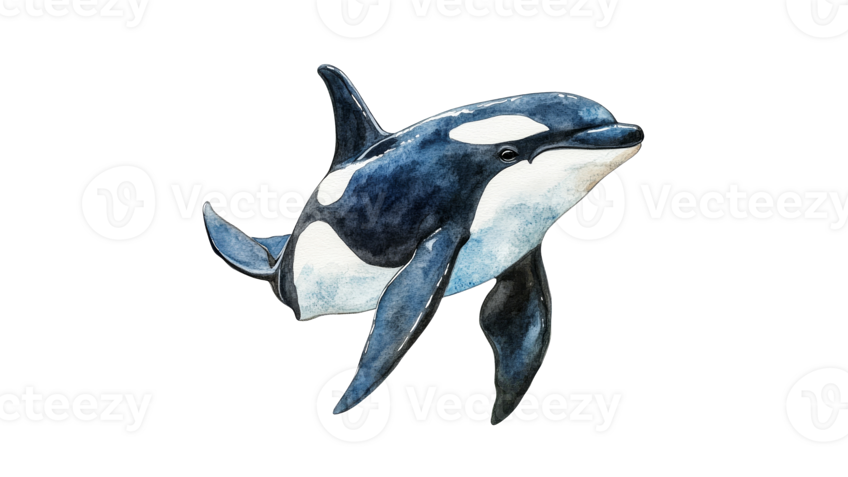 Dolphin swimming gracefully in ocean water png
