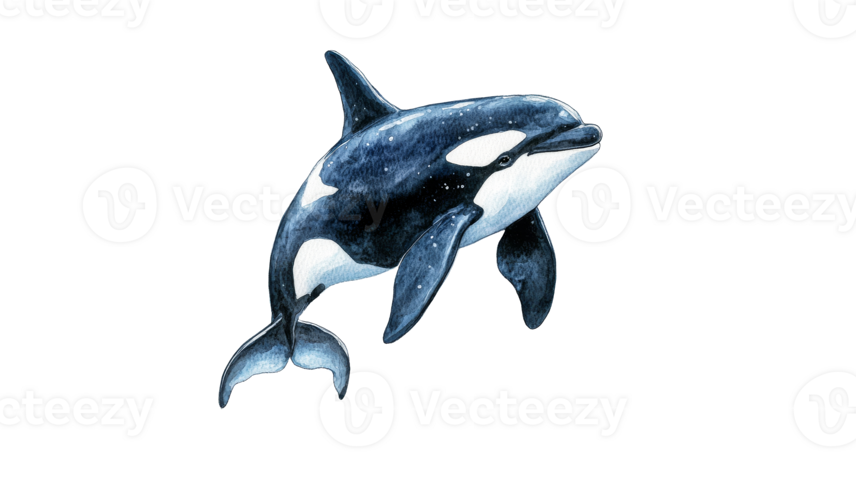 Orca swimming gracefully in clear waters png