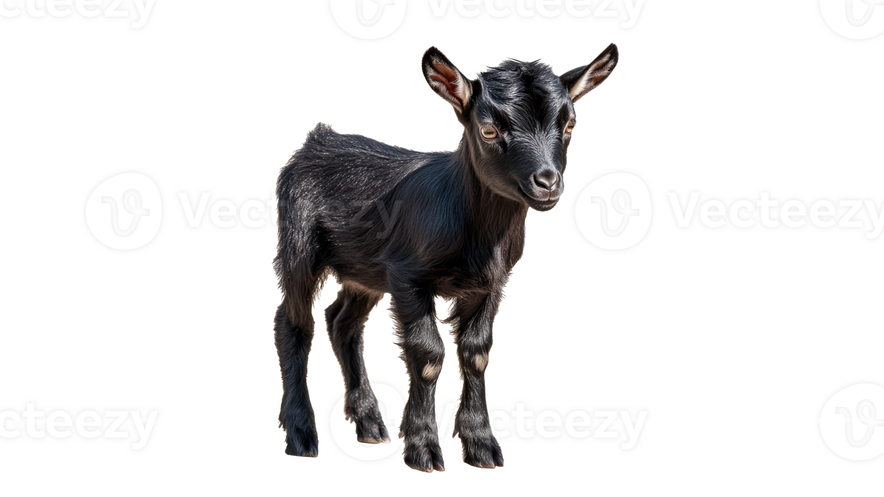 Black goat kid standing on a white background png