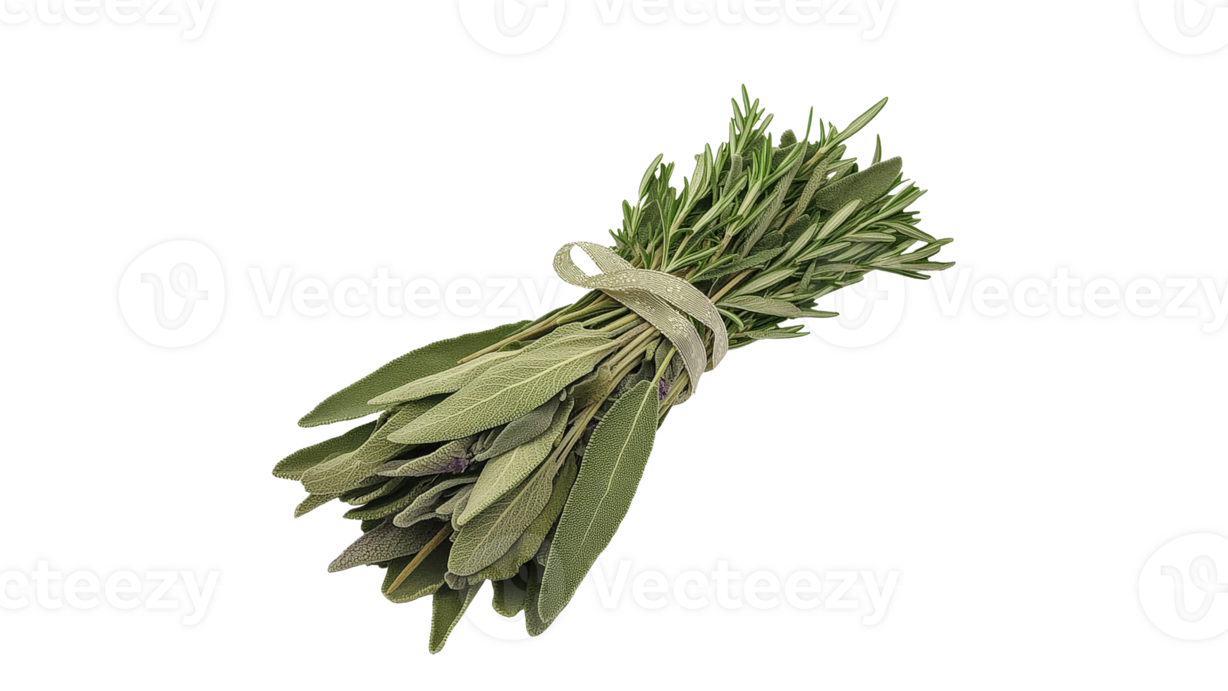 Fresh sage tied together for culinary use png