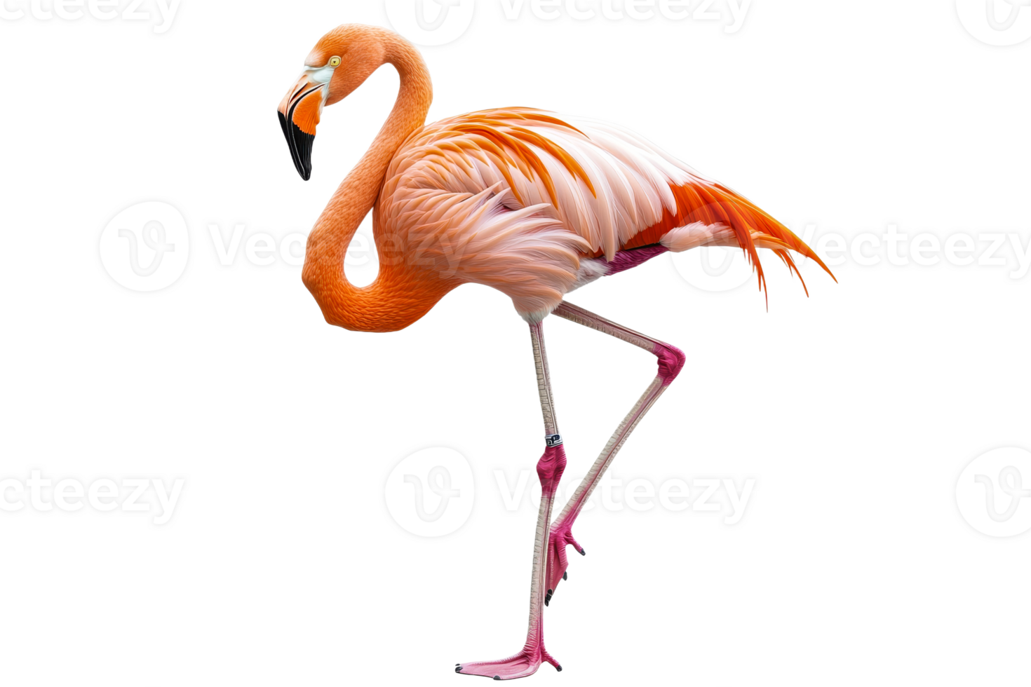 Vibrant flamingo standing gracefully on one leg png