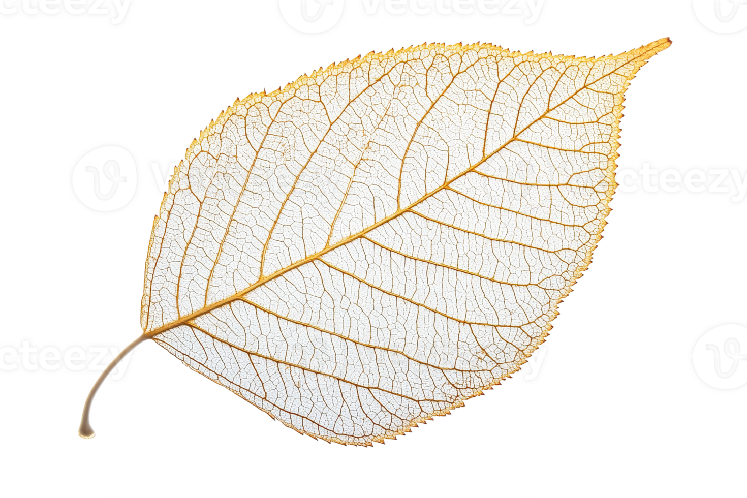 Delicate golden leaf with intricate vein patterns png