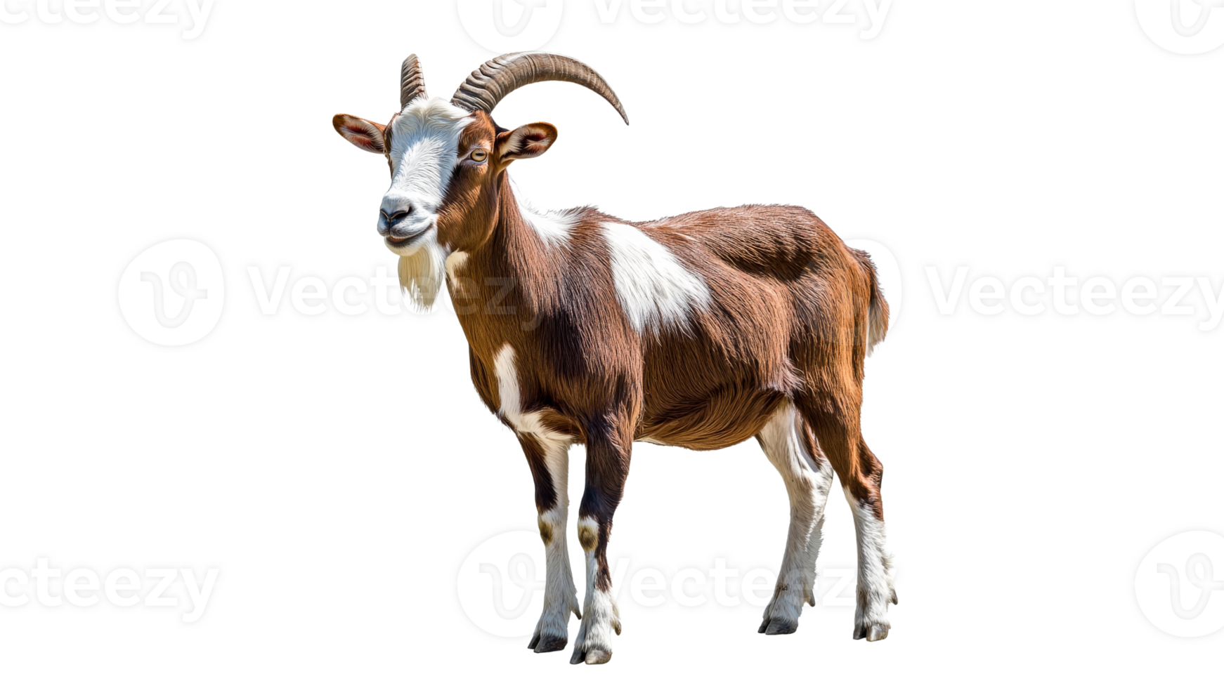 Daylight goat on white background png