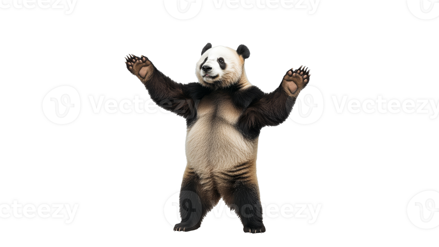 Playful panda standing with raised paws png