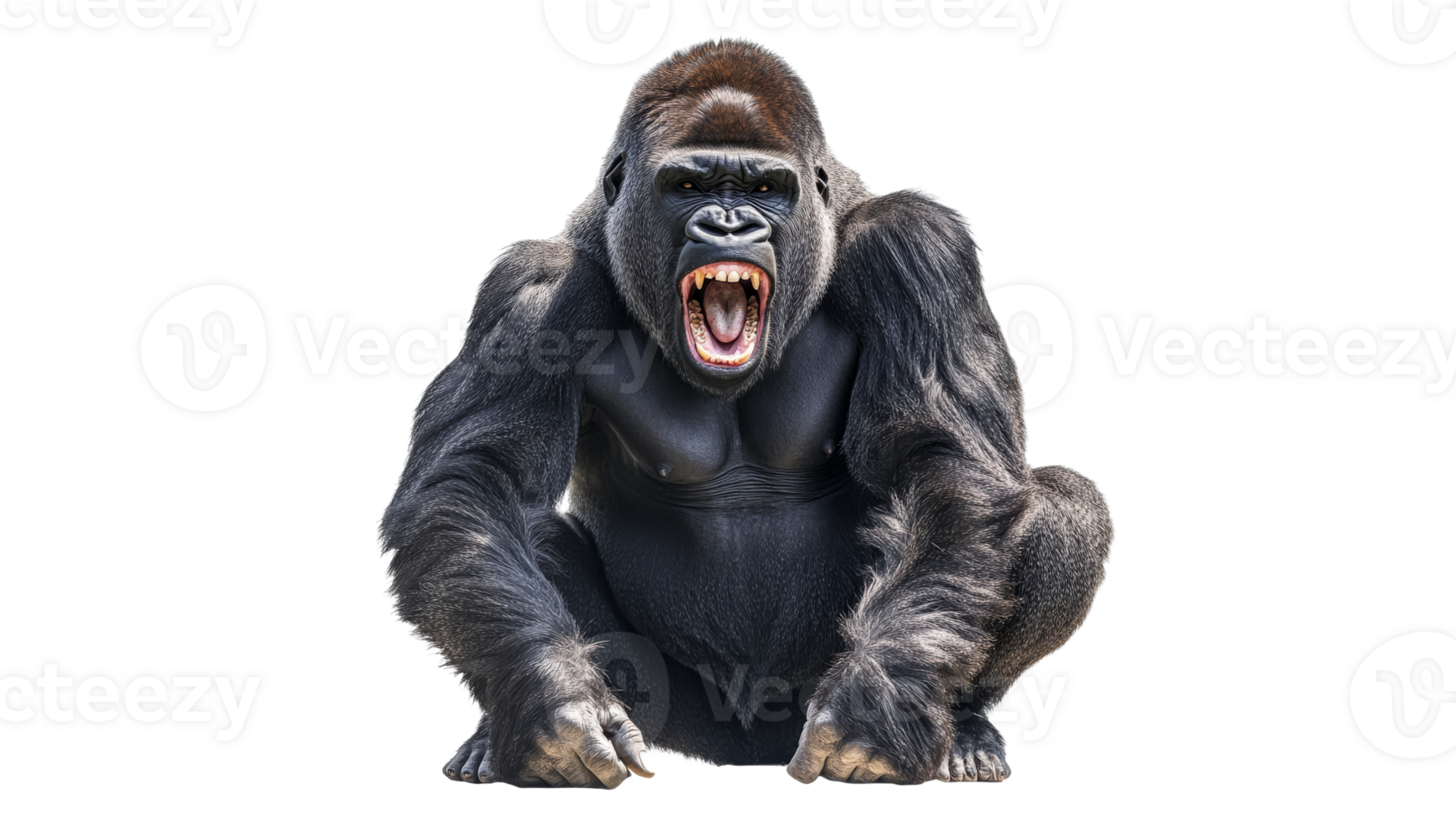 Gorilla shows fierce look on plain background png