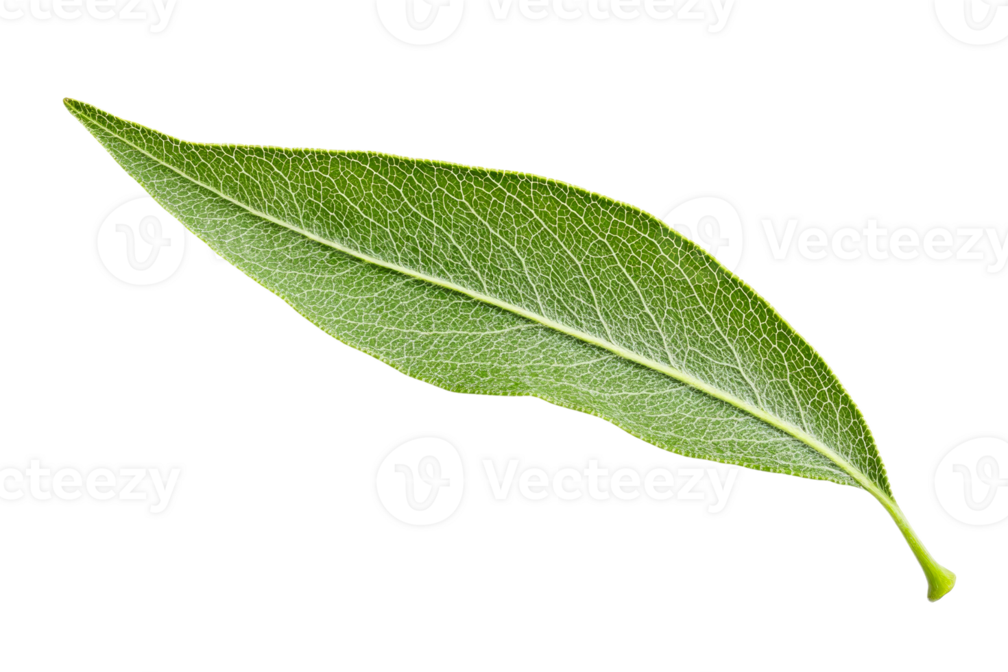 Close up of a bright green leaf png