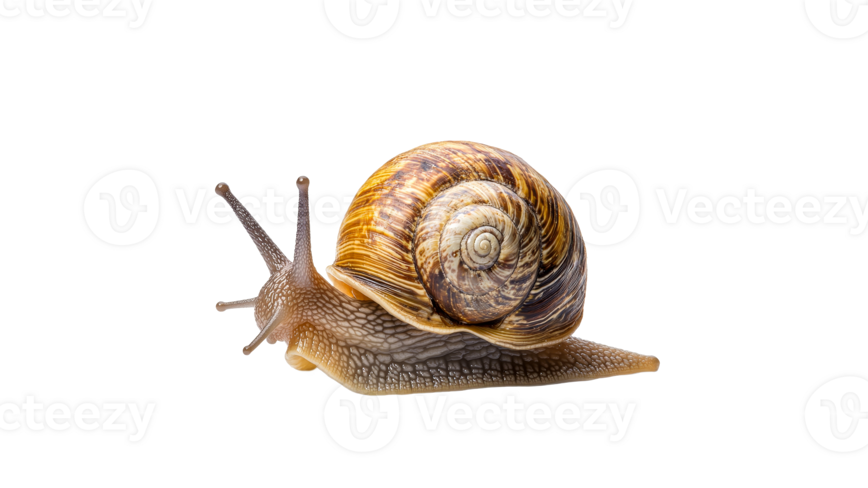 Brightly colored snail moving across a surface png