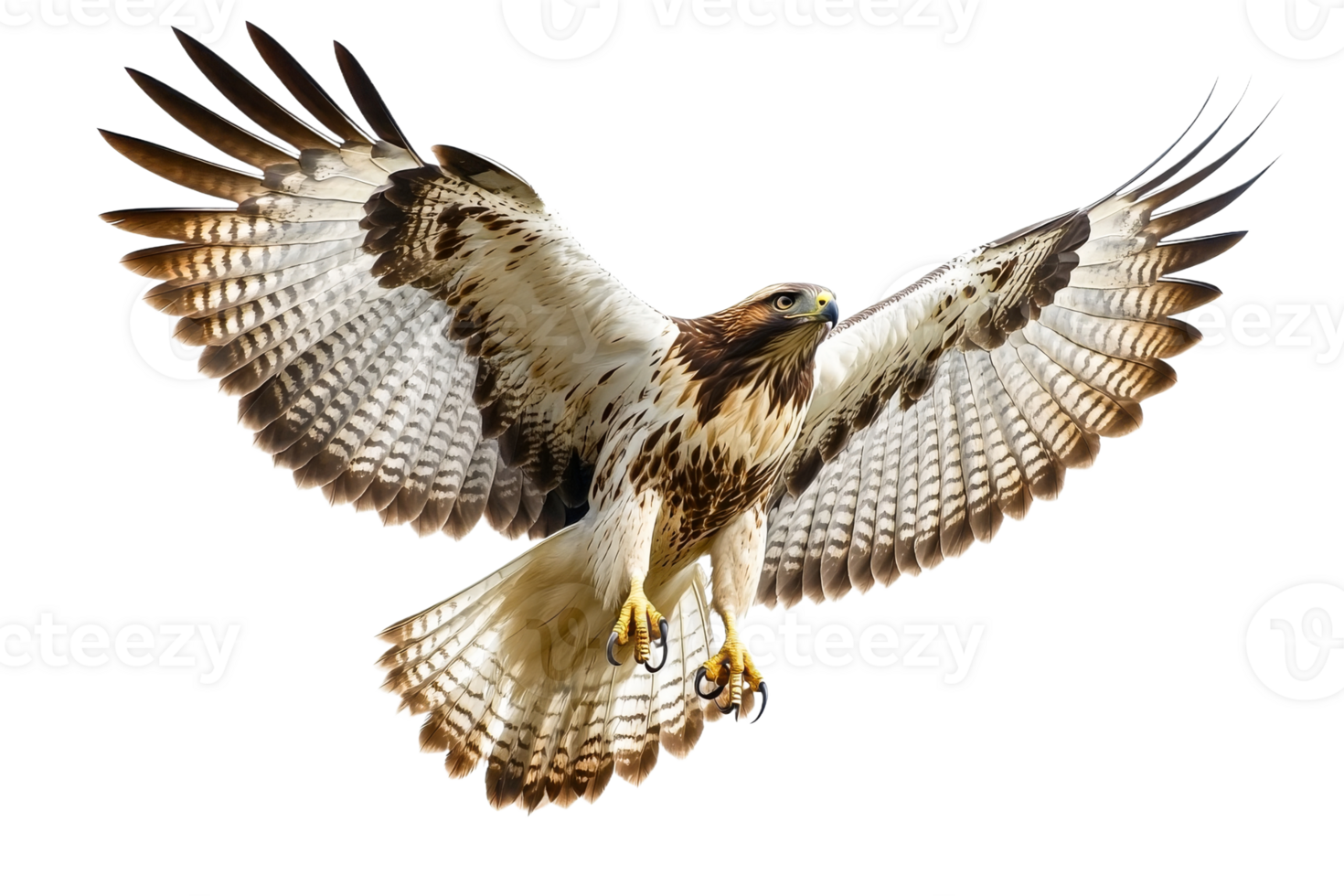 Hawk soaring majestically in the sky png