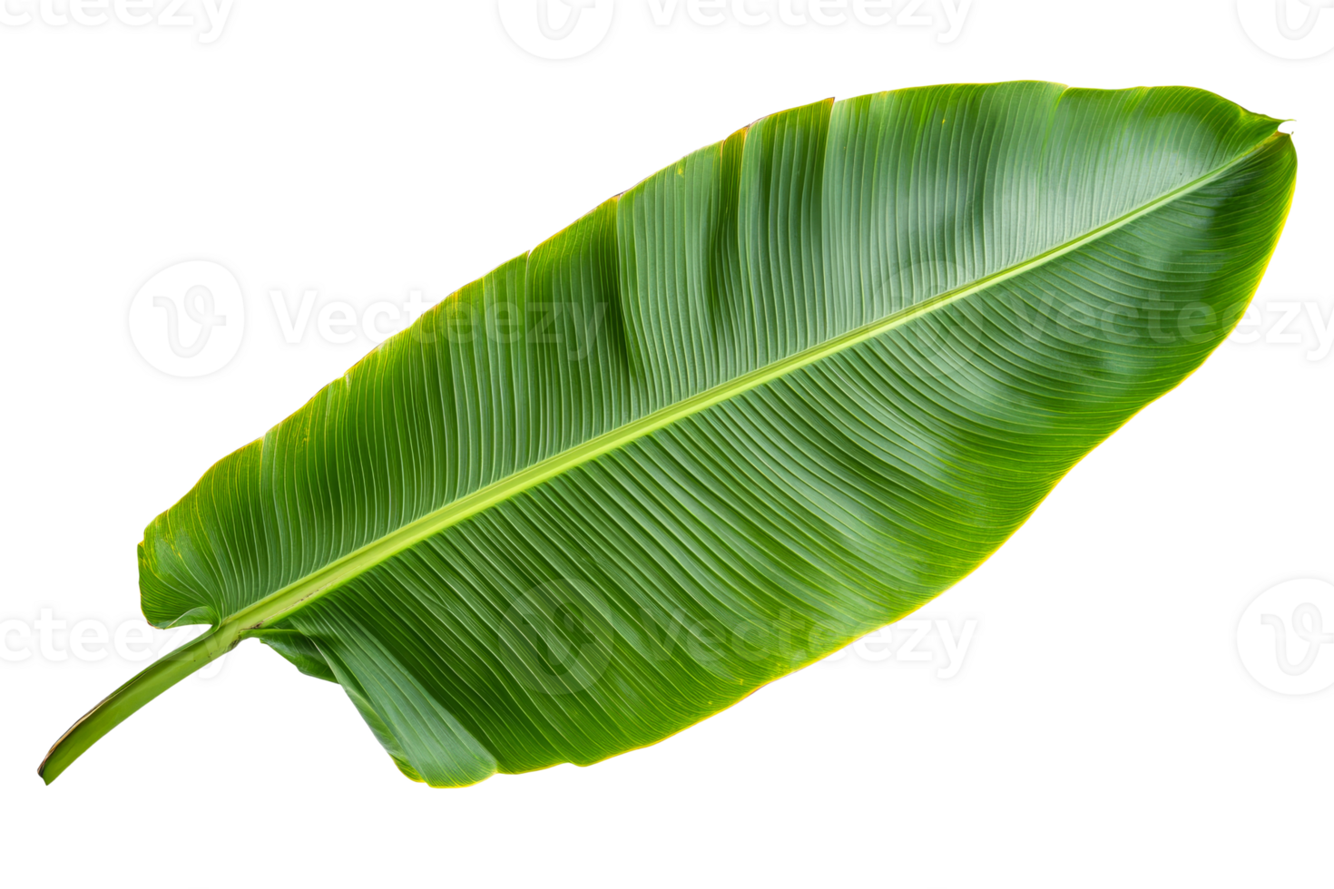 Large green banana leaf with prominent veins png