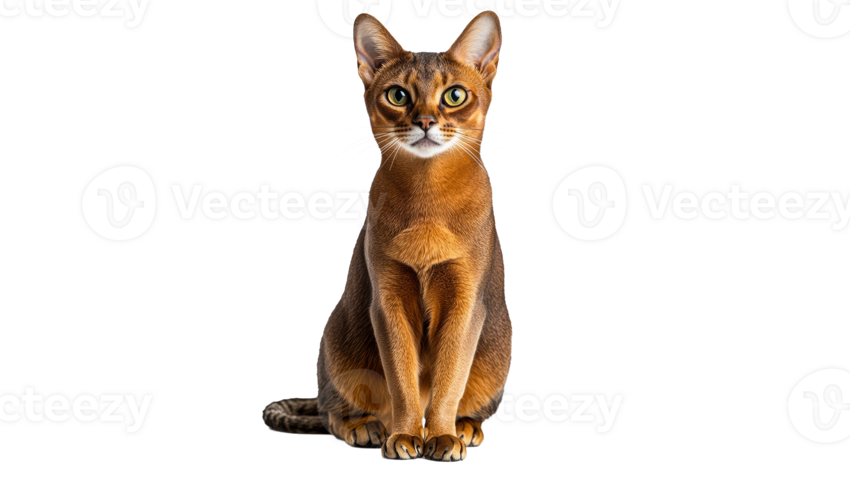 Description of a focused cat sitting upright png