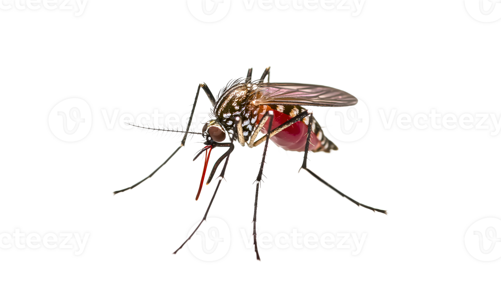 Detailed view of an insect on a white background png